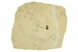 Fossil True Weevil (Curculionidae) Beetle - France #294149-1